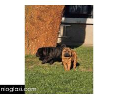 Šar Pej, čistokrvni štenci - Slika 3/9