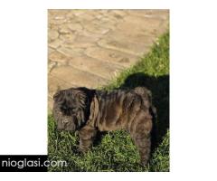 Šar Pej, čistokrvni štenci - Slika 4/9