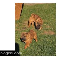 Šar Pej, čistokrvni štenci - Slika 6/9