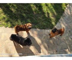 Šar Pej, čistokrvni štenci - Slika 7/9