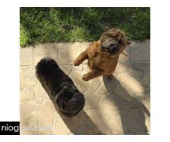 Šar Pej, čistokrvni štenci - Slika 8/9