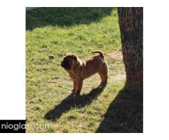 Šar Pej, čistokrvni štenci - Slika 9/9