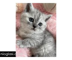 Skotski macici - Slika 4/5