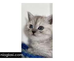 Skotski macici - Slika 5/5