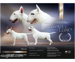 Standard Bul Terijer