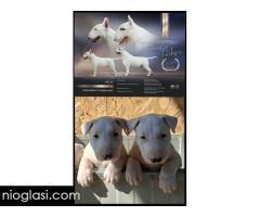 Standard Bul Terijer - Slika 3/5