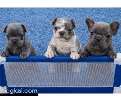 Sivi plavi francuski buldog