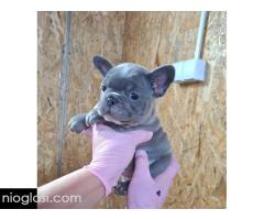 Sivi plavi francuski buldog - Slika 4/5