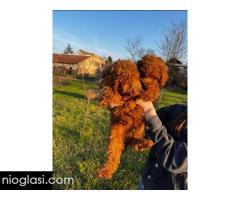 Mini pudle crvene boje