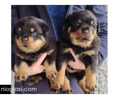 Rotvajler štenci - Slika 3/4