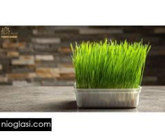 Barley Grass – Kesice