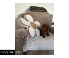 Štene crvene pudle - Slika 3/5