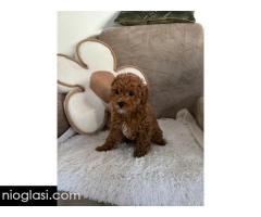 Štene crvene pudle - Slika 5/5