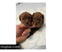 Crvene i aprikot toy pudle - Slika 3/6