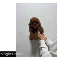 Crvene i aprikot toy pudle - Slika 6/6