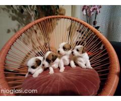 Džek Rasel Terijer, štenci