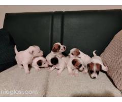 Džek Rasel Terijer, štenci