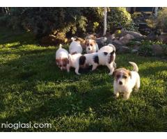 Džek Rasel Terijer, štenci