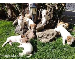 Džek Rasel Terijer, štenci - Slika 6/9