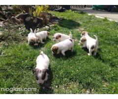 Džek Rasel Terijer, štenci - Slika 8/9