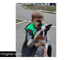 Boston terijer mužjak