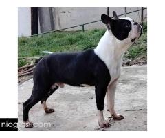 Boston terijer mužjak