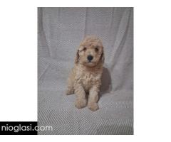 Patuljaste Pudle prodaja - Slika 4/4