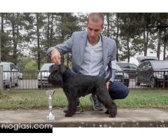 Patuljasti šnaucer štenci