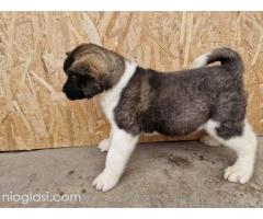 Američka Akita štenci