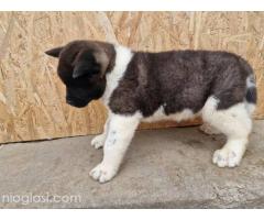 Američka Akita štenci - Slika 3/5