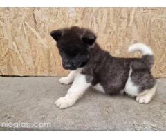 Američka Akita štenci - Slika 5/5