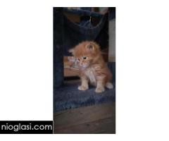 Maine Coon mačići - Slika 3/7