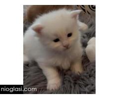 Maine Coon mačići - Slika 4/7