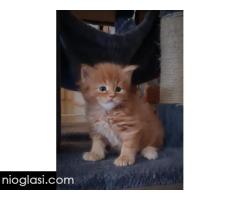 Maine Coon mačići - Slika 5/7