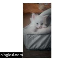 Maine Coon mačići - Slika 7/7