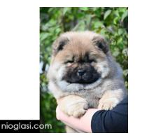 Chow Chow Cau Cau Čau Čau