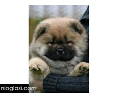 Chow Chow Cau Cau Čau Čau