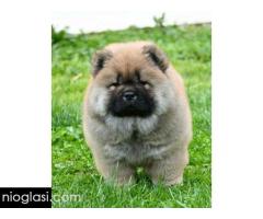 Chow Chow Cau Cau Čau Čau - Slika 3/7