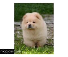 Chow Chow Cau Cau Čau Čau - Slika 4/7