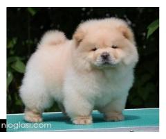Chow Chow Cau Cau Čau Čau - Slika 6/7