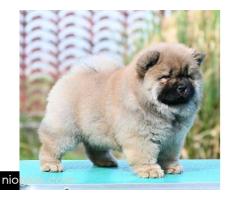 Chow Chow Cau Cau Čau Čau - Slika 7/7