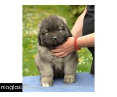 Kavkaski ovčar štenci