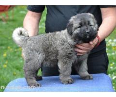 Kavkaski ovčar štenci