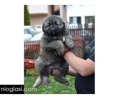 Kavkaski ovčar štenci