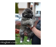 Kavkaski ovčar štenci - Slika 4/7