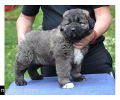 Kavkaski ovčar štenci - Slika 5/7