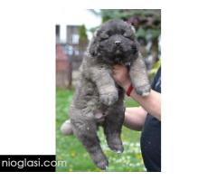 Kavkaski ovčar štenci - Slika 6/7