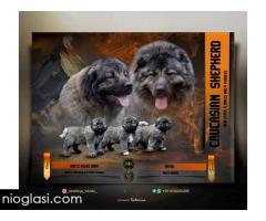 Kavkaski ovčar štenci - Slika 7/7