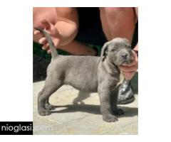 Cane Corso štenci