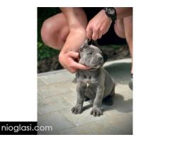 Cane Corso štenci - Slika 3/11